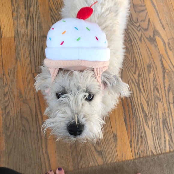 Dog costume cupcake hat - Picture 1 of 4